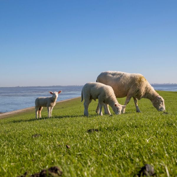 Schafe im Nordseebad Dangast